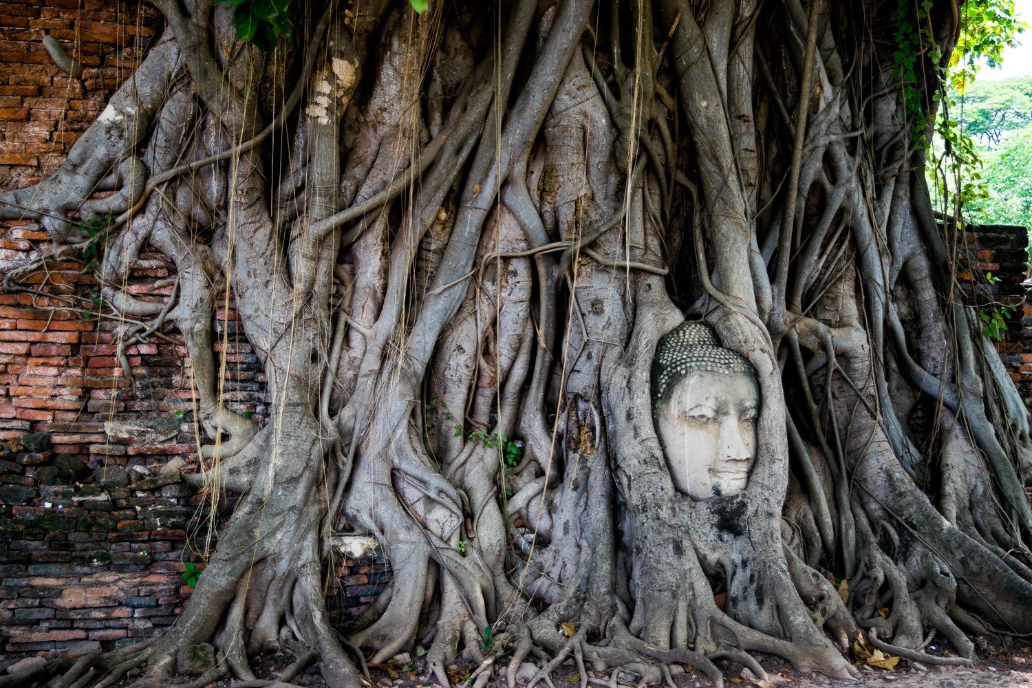 Ayutthaya Province Buddha Head Roots