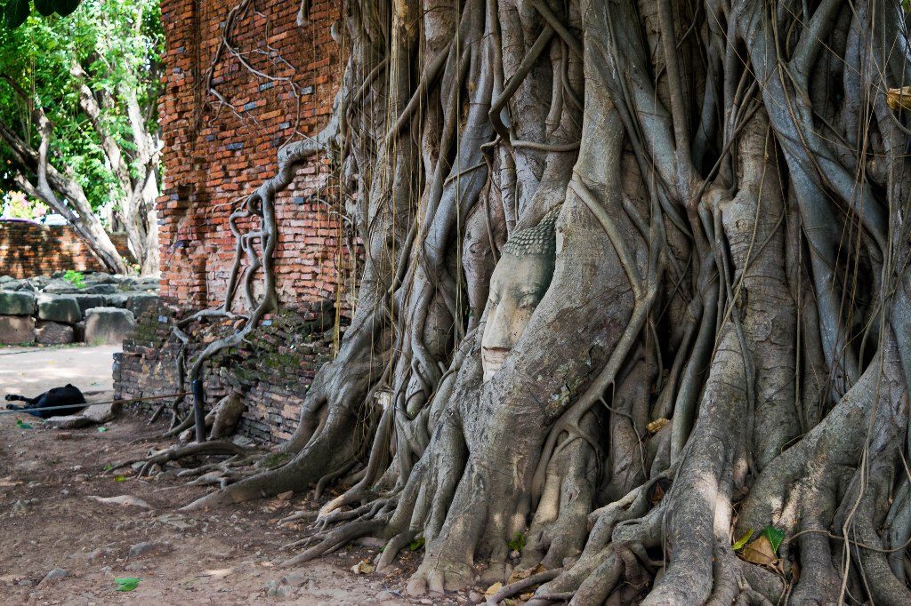 Stone Buddha tree roots