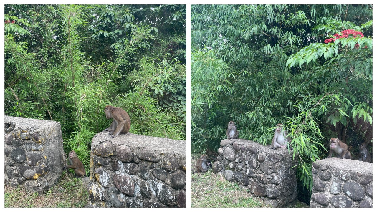 Monkeys in Ternate-Nasugbu Road